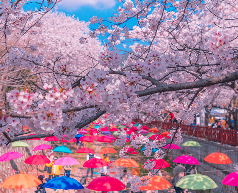 ท่องเที่ยวเกาหลี ที่เที่ยวเกาหลี สถานที่เที่ยวเกาหลี อุโมงค์ซากุระ คลองยอชวาชอน, Yeojwacheon Stream