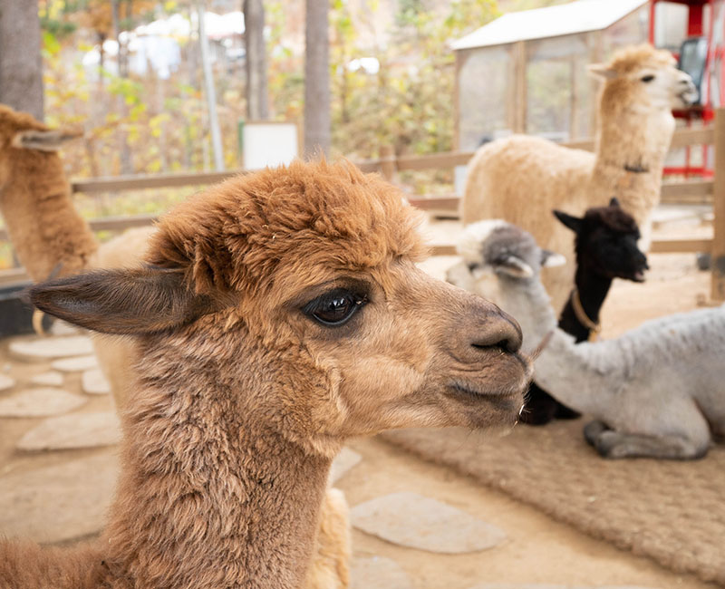 ท่องเที่ยวเกาหลี ที่เที่ยวเกาหลี สถานที่เที่ยวเกาหลี อัลปาก้าเวิลด์, Alpaca World