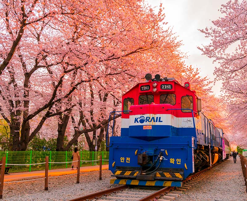 ท่องเที่ยวเกาหลี ที่เที่ยวเกาหลี สถานที่เที่ยวเกาหลี ทางรถไฟดอกซากุระ คยองฮวา, Gyeonghwa Station