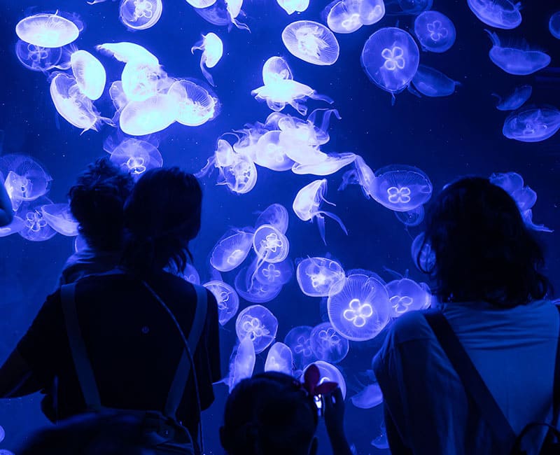 ที่เที่ยวสิงคโปร์ พิพิธภัณฑ์สัตว์น้ำ S.E.A. Aquarium