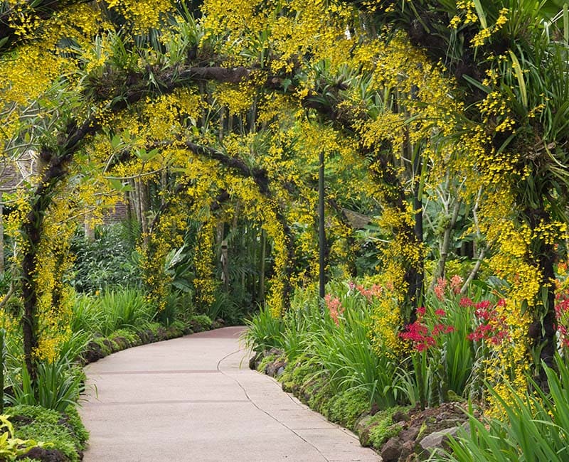 ที่เที่ยวสิงคโปร์ สวนพฤกษศาสตร์สิงคโปร์ (Singapore Botanic Gardens)